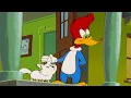 Download Lagu Pica-Pau Está Cuidando de Cachorros! | Pica-Pau em Português