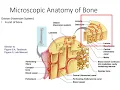 Microscopic Anatomy of Compact Bone