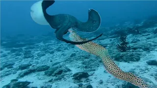 Download Moray Eels Attack Stingrays - Watch moray eels hunting and extremely dramatic confrontations MP3