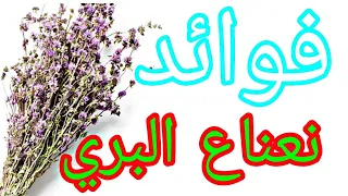   فوائد لعشبة  الفليو   تقو ي المناعة وتحافظ على صحة البشرة دندنها