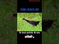 Download Lagu chằng nghịch mòi