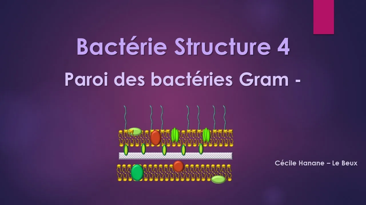 Bactérie Structure 4 PAROI DES BACTERIES GRAM MOINS -