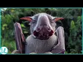 Meet The Bat With Hammer Head Is The Hammerhead Bat A Real Animal