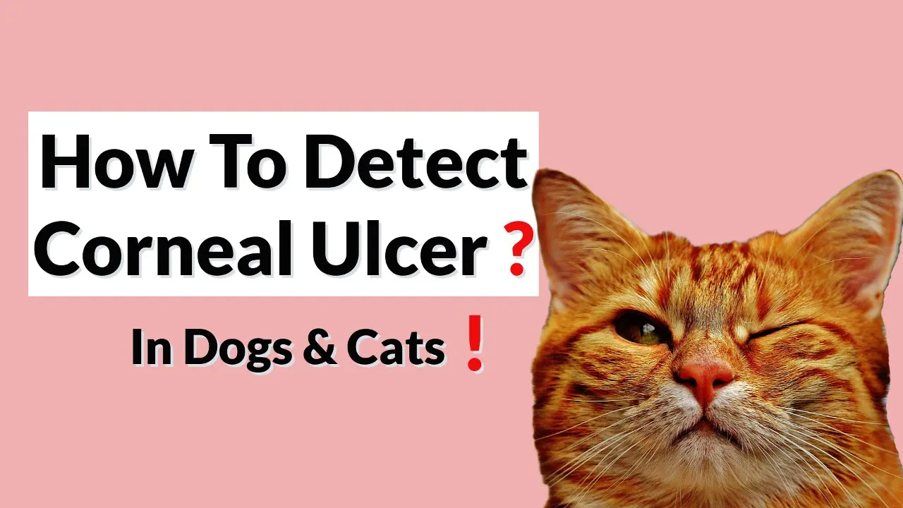 Outline Video Symptoms, Diagnosis and Treatment of Corneal Ulcers in Pets!