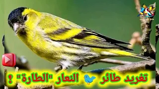 سمفونية الطبيعة استمع إلى تغريد النعار العذب ي حلق في الأفق طائر الطرنجان النعار البري الأوراسي 