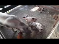 porco não cresce tres meses e ainda não dá 30 quilo vivo oque acontece porque