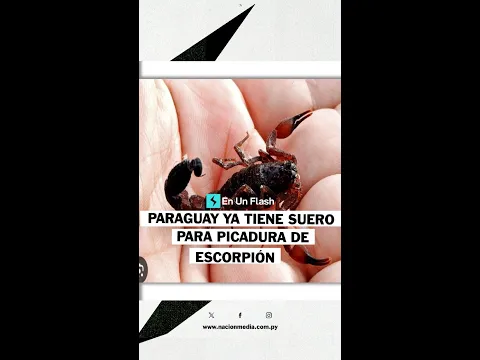 #EnUnFlash ⚡| Paraguay ya tiene suero para tratar picaduras de escorpión 🦂🇵🇾