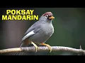 Download Lagu Terapi Malam dengan Poksay Mandarin agar berani buka paruh saat pengembunan