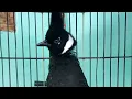 Download Lagu BURUNG CILILIN JAWA.. BURUNG KAS JAWA TIMURAN.