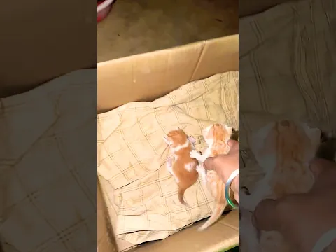 Giving street kittens a warm bed #cat #catrescue