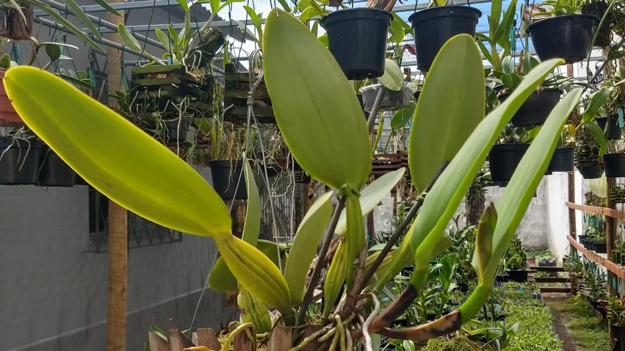 CRUZAMENTO DE ORQUÍDEAS ESPÉCIES HÍBRIDAS