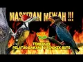 Download Lagu Mewah Sekali ‼️ TEMBAKAN KASAR DAN RAPAT PLATUK BAWANG SAMBUNG TENGKEK BUTO