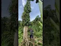 Skill tebang pohon besar, dan saat detik terakhir pojon tumbang 🪓🌲