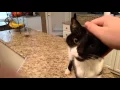Download Lagu Cat has a crazy deep meow