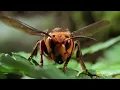 The World's Biggest Wasp | Bite, Sting, Kill