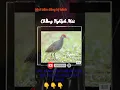 Download Lagu chằng nghịch mái kêu mòi