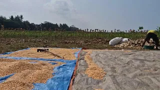 TRADITIONAL CORN SEED DRYING PROCESS - Agriculture farming