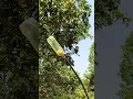 Download Lagu DIY plastic bottle fruit picker