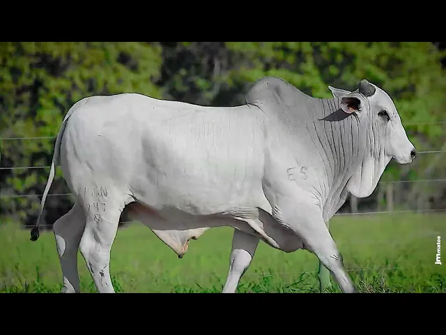 Touro Nelore VSCN - 947