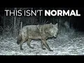 9 Deadliest Predators Across the Northeast That Keep Growing Bigger Than They Should