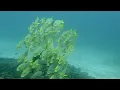 Lagu 3  Sawandarek  (Raja Ampat, Papúa occidental)
