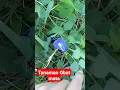Download Lagu TANAMAN AJAIB, UNTUK OBAT MATA,  #Herbal