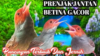 Download Pancingan Prenjak Jantan Dan Betina Gacor Dor..!! MP3