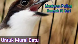 Download Masteran Untuk Murai Batu MP3