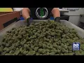 Mayor Reichelt proposing sale of recreational marijuana in West Springfield