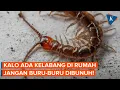 Download Lagu 3 Alasan Jangan Bunuh Kelabang yang Muncul di Rumah