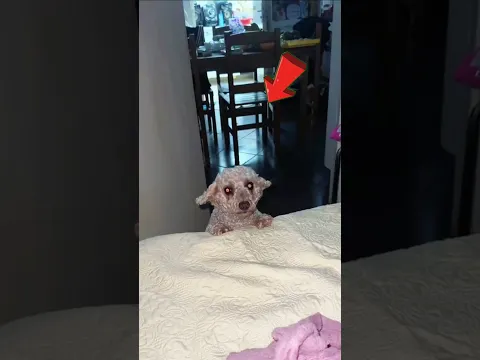 Perro o monstruo? 👹😱 #Catsoftiktok #CatLovers #cat #cute #FunnyCats #catcartoon #fyp