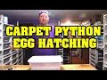 Hatching CARPET PYTHON EGGS