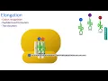 mRNA translation in 3 minutes