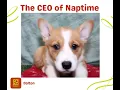Meet the CEO of Naptime Sleepy Corgi Puppy at Petland Dalton