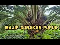 Lagu Wajip Menggunkan Pupuk Ini!!! Agar Hasil Buah Maksimal
