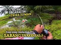 NGERI !! SIAP SIAP MELEDAK MANCING IKAN TOMAN DAN GABUS PARIT TEMBUSAN SUNGAI | CESTING SNAKEHEAD 