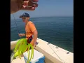Jigging nice ocean flounder off the coast of Delaware