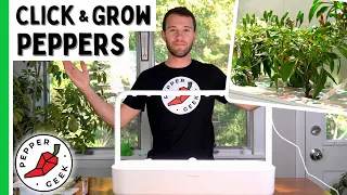 Growing Peppers In The Click And Grow 9 (Start to Finish) - Pepper Geek