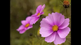 لما بسمع صوتك بنسى كل للي بدي قولو 