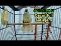 Download Lagu Kapas Tembak Gacor Full Buka Ekor