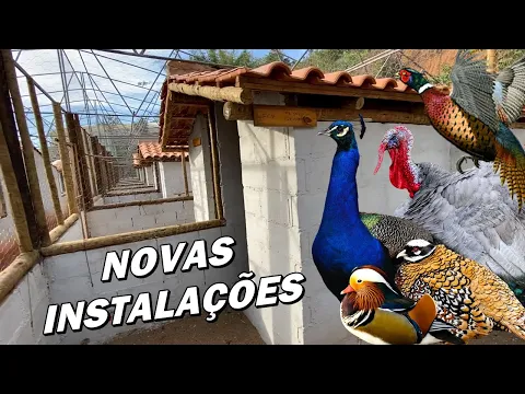 Download MP3 VISITANDO A CRIAÇÃO #49: REFÚGIO DO HUMAITA | NOVAS INSTALAÇÕES | FAISÕES, PAVÕES E AVES ORNAMENTAIS