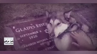 وفاء الكلب مع موسيقى حزينه جدا جدا  وفاء الكلب مع موسيقى حزينه جدا جدا