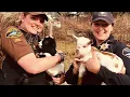 Pierce County Animal Control