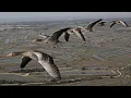Download Lagu The Secret Routes of Migratory birds | Documentary