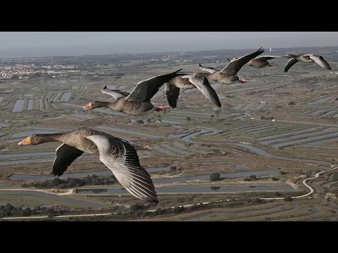 Download MP3 Der mit den Gänsen fliegt (Secret Routes of Migratory Birds) Dokumentarfilm
