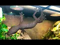 Twin Cities Reptiles Bug Lovers Lily and Link