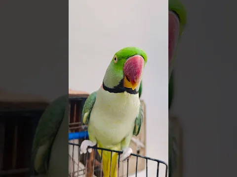 Ringneck Parrot Talking 🥰🦜 #mithu #youtubeshorts #shorts