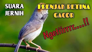 masteran prenjak betina gacor prenjak betina ngetir