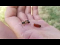 A mud dauber wasp is born