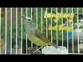 Download Lagu burung opior jawa gacor suara lirih cepat bikin nyaut burung opior lainnya